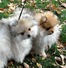 Click for full size image