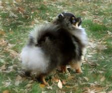 Click for full size image