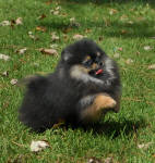 Click for full size image