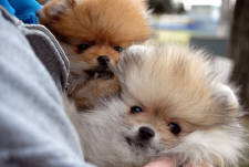 Click for full size image