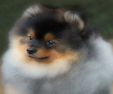 Click for full size image